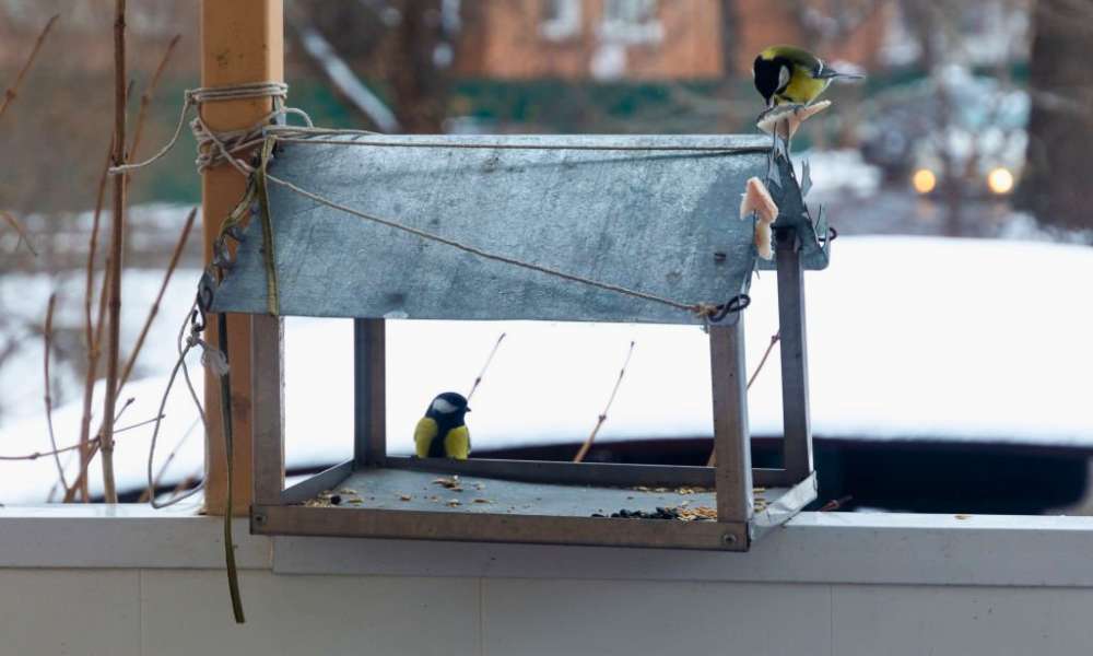 How To Keep Birds Off Porch