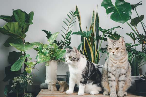 Cat Repellent Plants