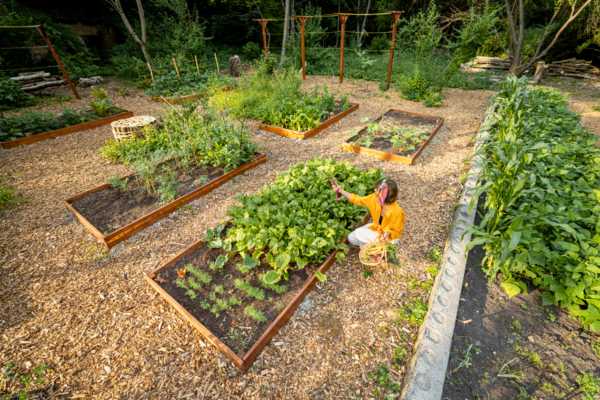 Creating An Unfavorable Environment In Garden