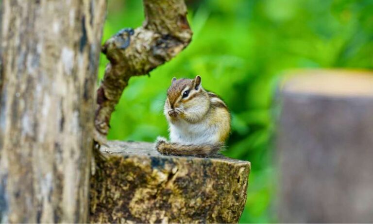 How To Keep Chipmunks Out Of Garden