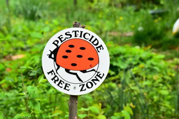 Maintaining Ant-Free Zones