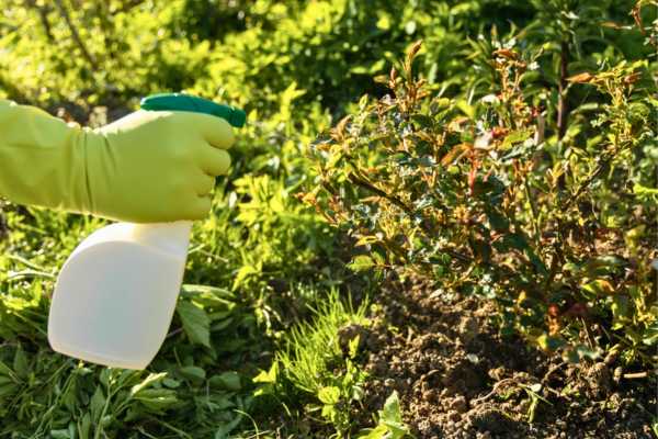 Natural Deterrents In Garden To Get Rid Of Ants