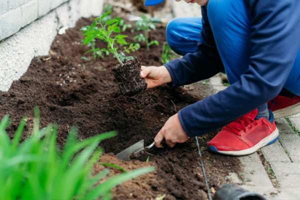 Proper Planting Techniques