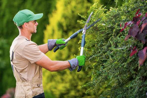 Regular Pruning And Maintenance
