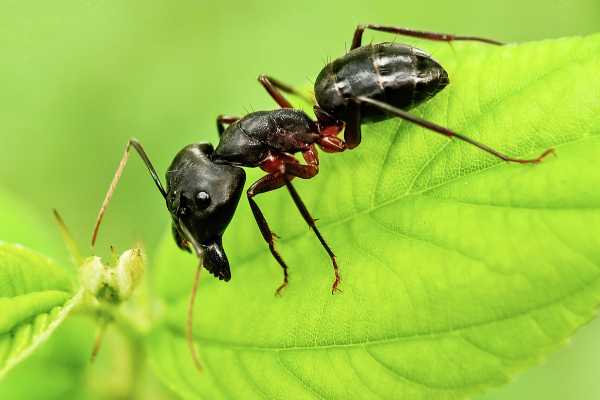 Understanding Ants