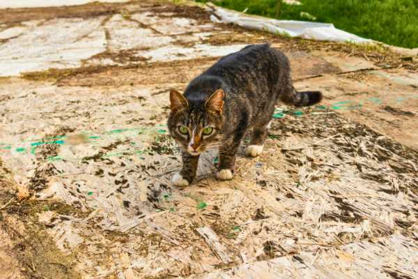 Using Rough Surfaces To Deter Cats