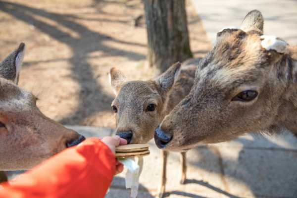 Balancing Feeding and Wildlife Conservation