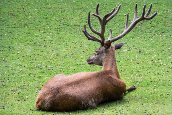 Key Considerations for Feeding Deer