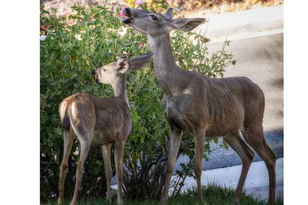 Plants to Avoid Feeding Deer