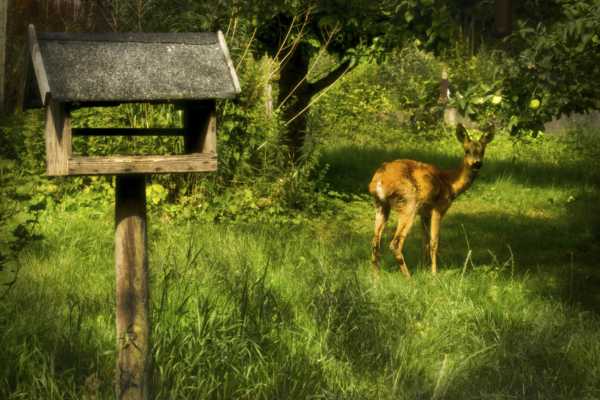 Promoting Deer-Friendly Landscaping