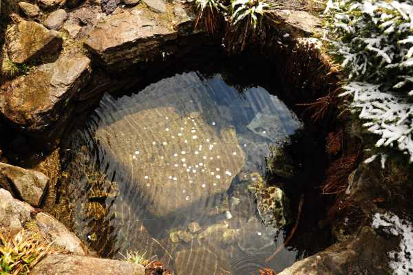 Water Sources for Deer