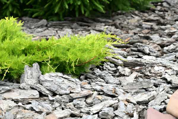 Choosing Comfortable Ground Cover Options
