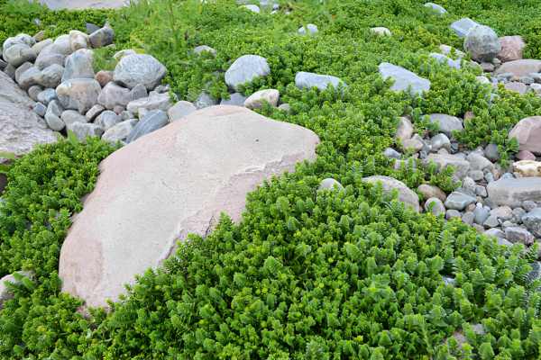 Interpretation And Key Concept For Rock Landscaping