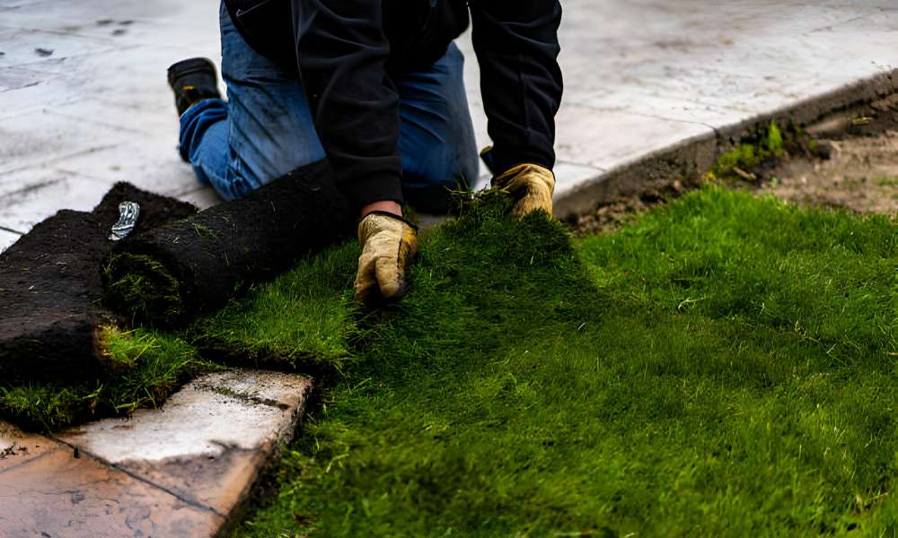 How To Get Rid Of Moss In Lawn