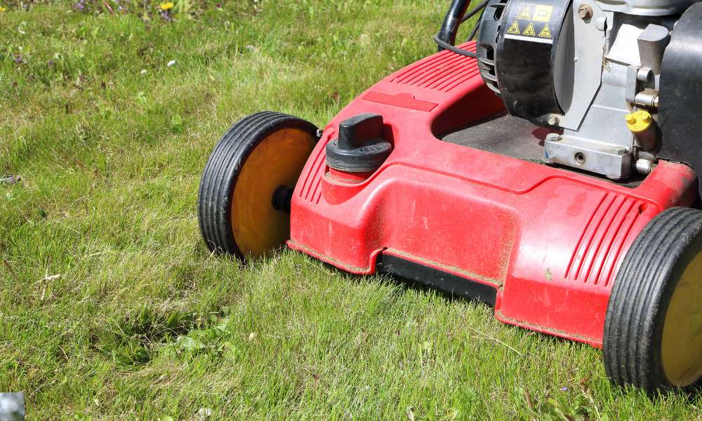 What To Do After Dethatching Lawn