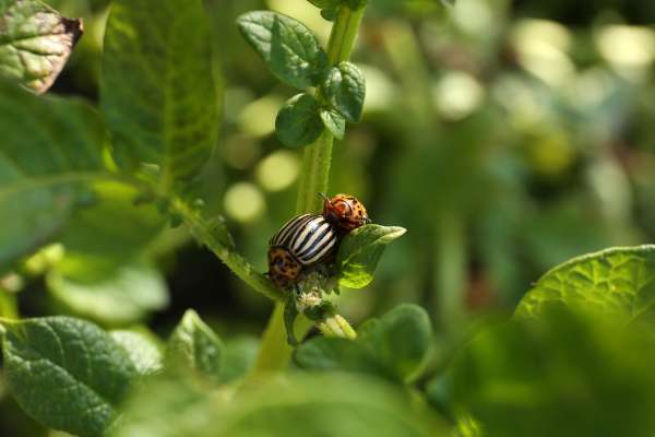 Avoiding Harm To Beneficial Insects