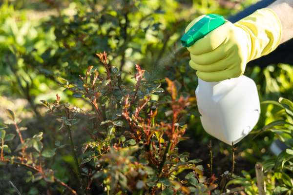 Baking Soda As A Fungicide