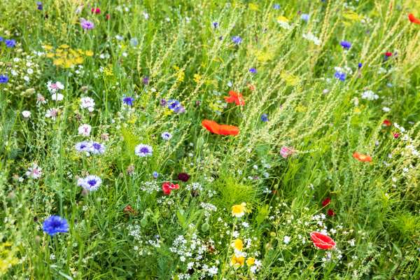 Choosing Grass Varieties That Captivate Wildlife