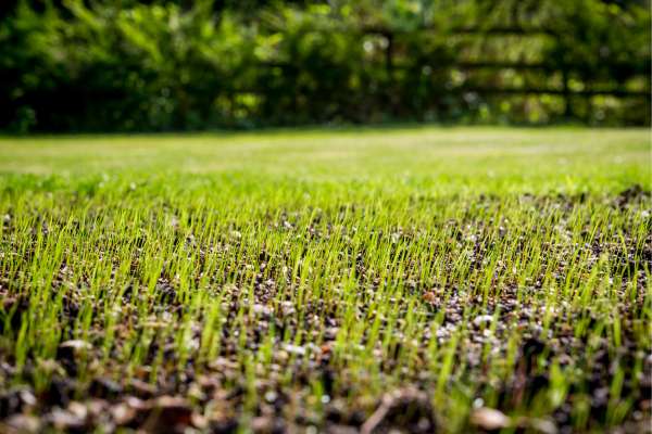 Choosing the Right Grass Seed