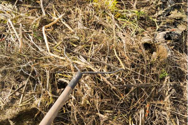 Collecting Thatch Debris