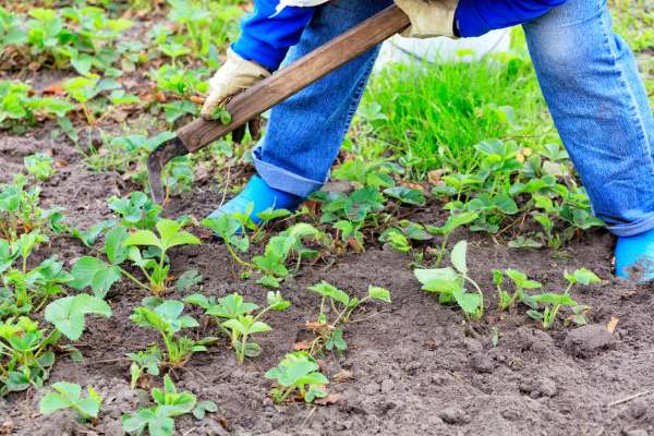 Companion Planting For Weed Control