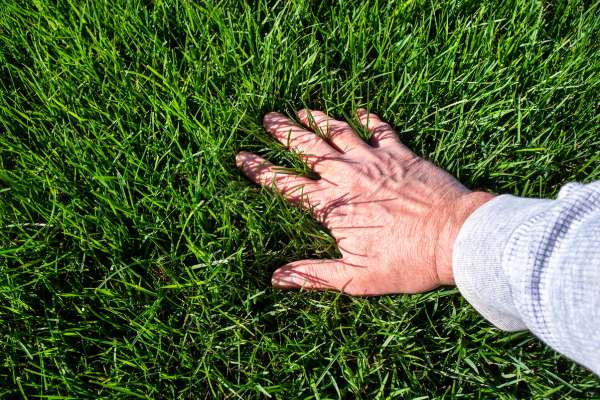 Complimentary Small Victories In Lawn Care
