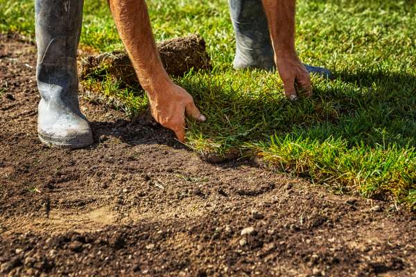 Consider Installing A Sod Lawn