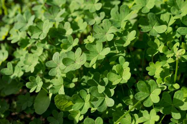 Dealing With Persistent Clover Patches