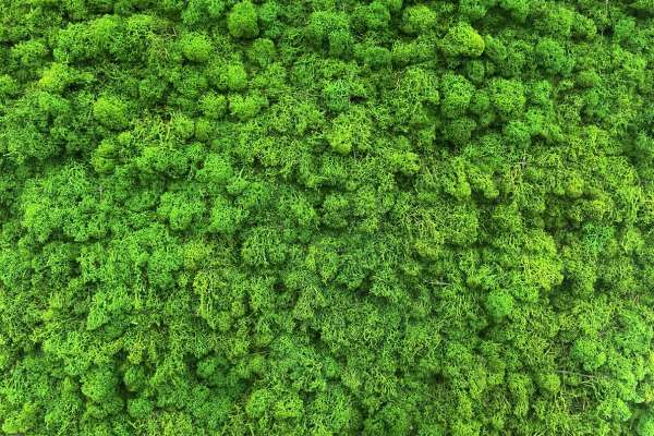 Debunking Myths About Moss Control