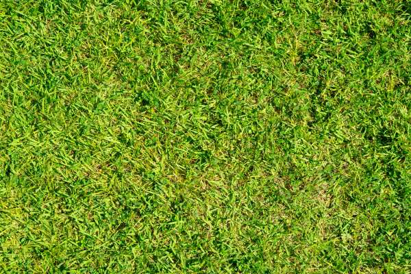 Drought-Resistant Grass Varieties
