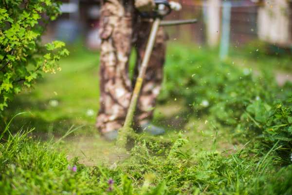 Encouraging Biodiversity In The Lawn