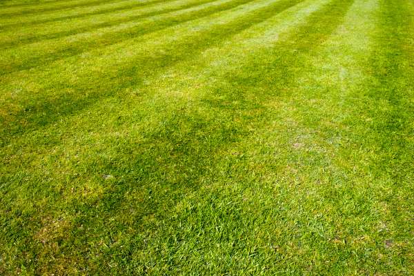 Grass Types Suitable For Striping