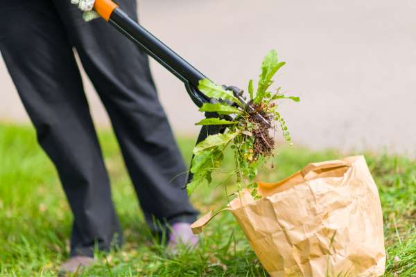 Hand Pulling Weeds