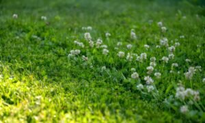 How To Get Rid Of Clover In Lawn - Wakeful Home