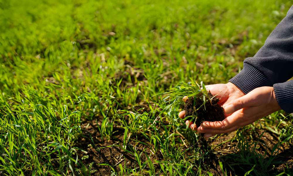 How To Plant Grass Seed On Existing Lawn