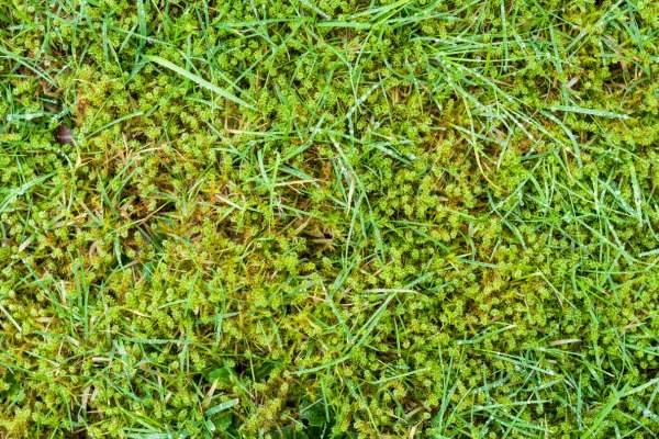 Lowering Allergens Through Moss Control