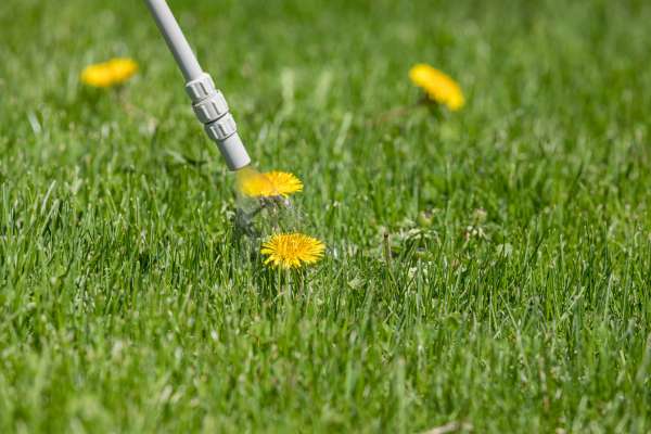 Making Weed Removal A Collective Effort