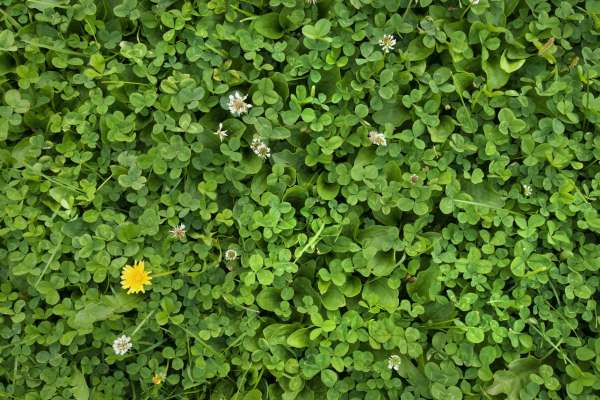 Proper Edging To Prevent Clover Infiltration