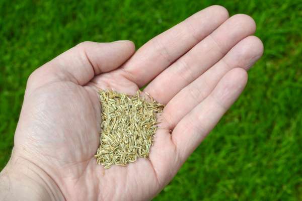 Purchase High-Quality Grass Seed