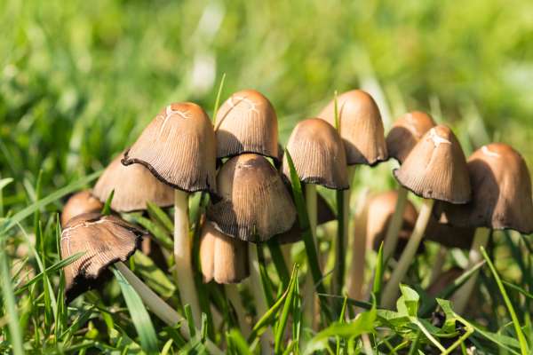 Recognizing Early Signs Of Fungus