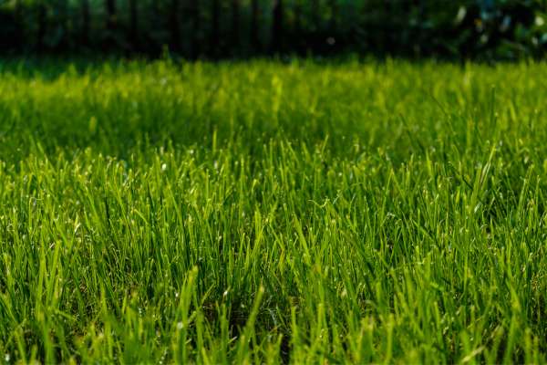 Research Compatible Grass Varieties