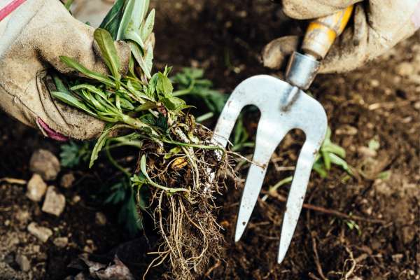 Responding To Sudden Weed Outbreaks