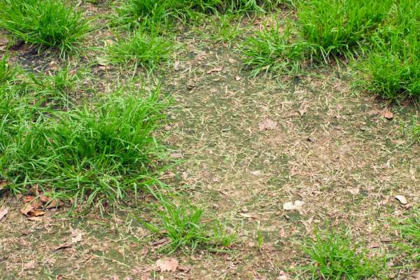 Transitioning To Disease-Resistant Lawns