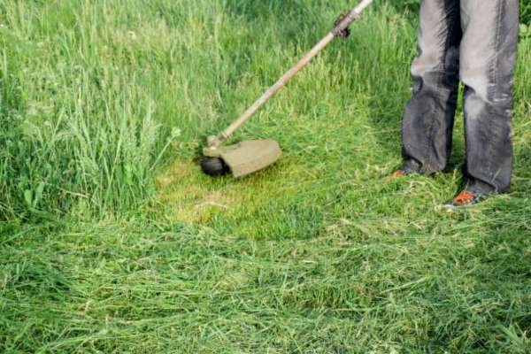 Using Organic Lawn Care Products