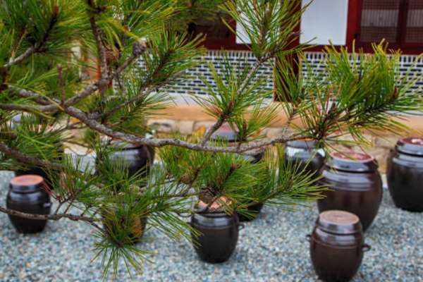 Creating A Tranquil Zen Garden Space