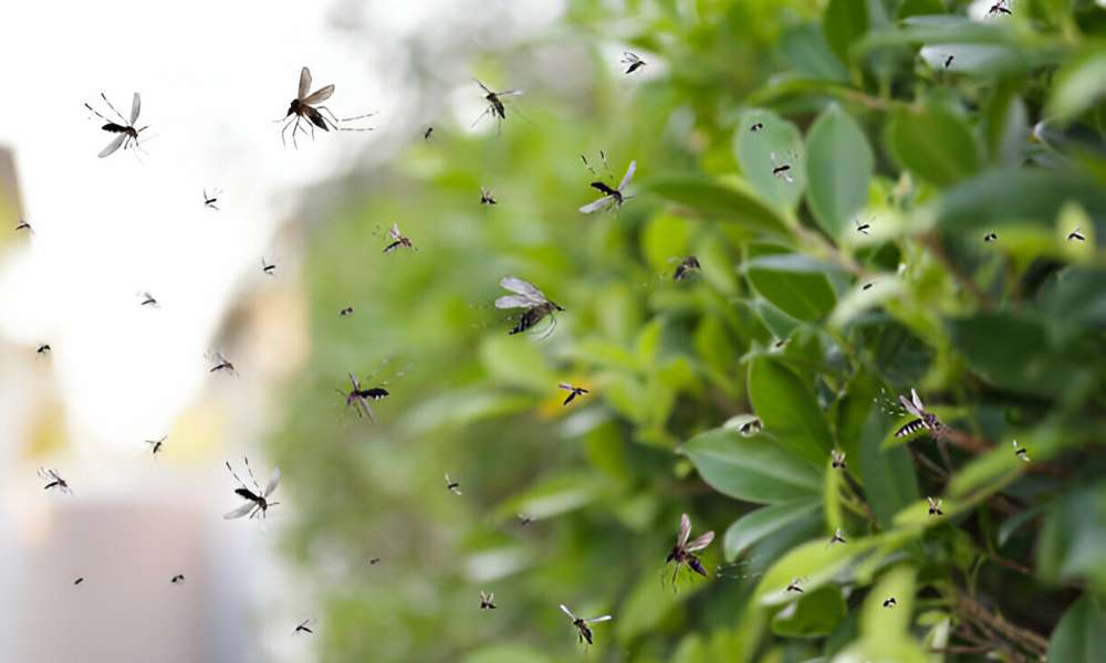 How To Get Rid Of Gnats In Backyard