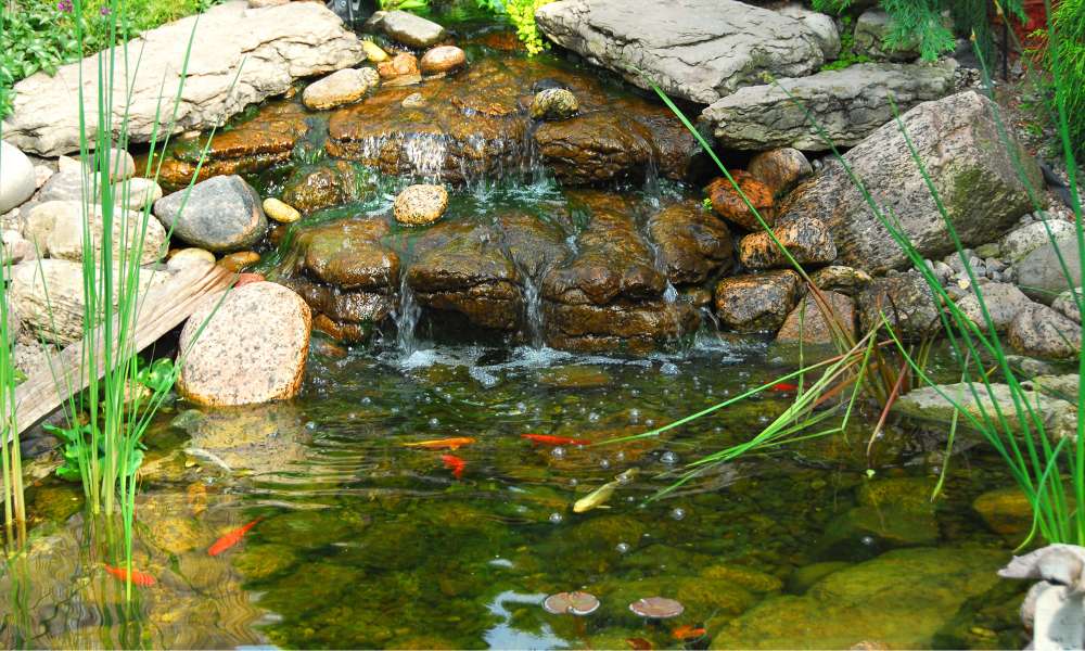 How To Build A Backyard Fish Pond