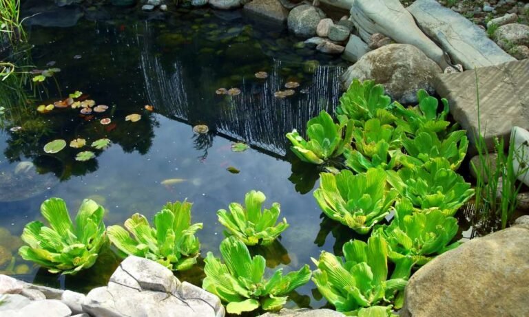 How To Build A Mini Pond In Your Backyard - Wakeful Home