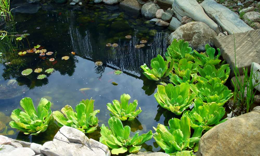 How To Build A Mini Pond In Your Backyard