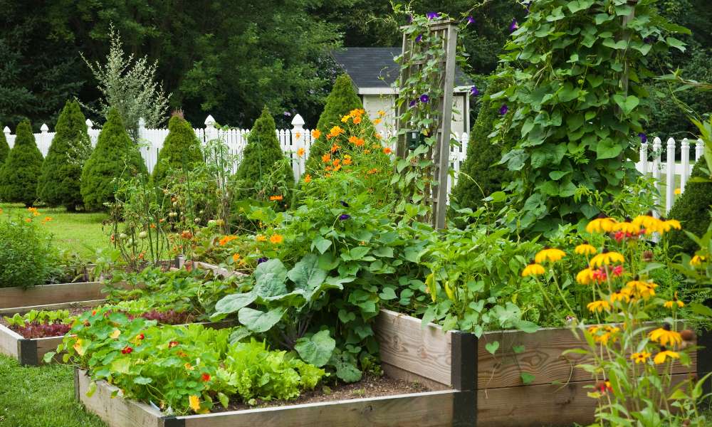 How To Start A Vegetable Garden In Your Backyard